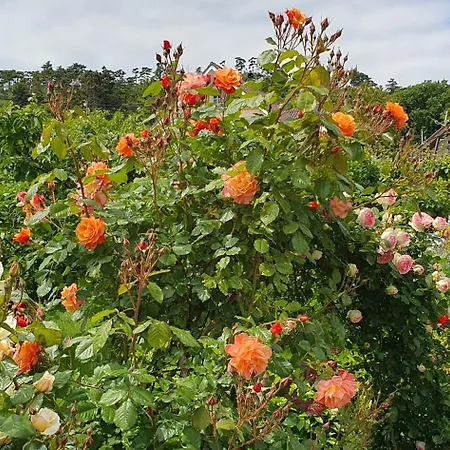 Annabella Apartmanhaz Appartement *